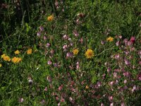 Crepis capillaris 16, Klein streepzaad, Saxifraga-Hans Boll