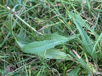 Crepis capillaris 01, Klein streepzaad, AHB  Klein streepzaad - Crepis capillaris   Apeldoorn, Paleis Het Loo op 15 september 2016 Validatie waarneming.nl Willemien Troelstra https://waarneming.nl/waarneming/view/123732291