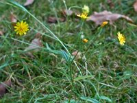 Crepis capillaris 04, Klein streepzaad, AHB  Klein streepzaad - Crepis capillaris   Apeldoorn, Paleis Het Loo op 15 september 2016 Validatie waarneming.nl Willemien Troelstra https://waarneming.nl/waarneming/view/123732291