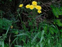 Crepis capillaris 19, Klein streepzaad, Saxifraga-Ed Stikvoort
