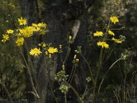 Crepis capillaris 2, Klein streepzaad, Saxifraga-Jan van der Straaten