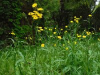 Crepis capillaris 20, Klein streepzaad, Saxifraga-Ed Stikvoort
