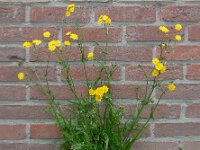 Crepis capillaris 21, Klein streepzaad, Saxifraga-Ed Stikvoort