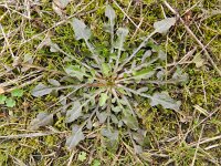 Crepis capillaris 22, Klein streepzaad, Saxifraga-Rutger Barendse
