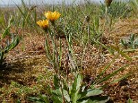 Crepis capillaris 23, Klein streepzaad, Saxifraga-Ed Stikvoort