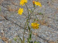 Crepis capillaris 24, Klein streepzaad, Saxifraga-Ed Stikvoort