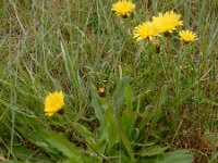 Crepis capillaris 25, Klein streepzaad, Saxifraga-Ed Stikvoort