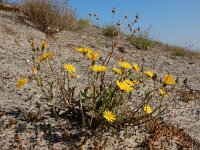 Crepis capillaris 26, Klein streepzaad, Saxifraga-Ed Stikvoort