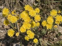 Crepis capillaris 3, Klein streepzaad, Saxifraga-Jan van der Straaten