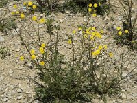 Crepis capillaris 4, Klein streepzaad, Saxifraga-Jan van der Straaten