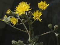 Crepis capillaris 5, Klein streepzaad, Saxifraga-Jan van der Straaten