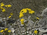 Crepis capillaris 6, Klein streepzaad, Saxifraga-Jan van der Straaten