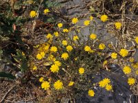 Crepis capillaris 7, Klein streepzaad, Saxifraga-Piet Zomerdijk