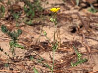 Crepis capillaris 8, Klein streepzaad, Saxifraga-Inigo Sanchez