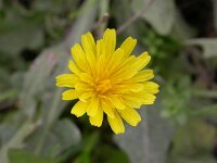 Crepis capillaris 9, Klein streepzaad, Saxifraga-Peter Meininger