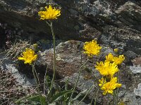 Crepis foetida 11, Stinkend streepzaad, Saxifraga-Willem van Kruijsbergen