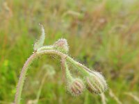 Crepis foetida 12, Stinkend streepzaad, Saxifraga-Rutger Barendse