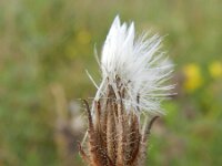 Crepis foetida 15, Stinkend streepzaad, Saxifraga-Rutger Barendse