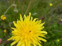 Crepis foetida 19, Stinkend streepzaad, Saxifraga-Rutger Barendse