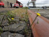 Crepis foetida 28, Stinkend streepzaad, Saxifraga-Jelle van Dijk