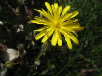 Crepis foetida 5, Stinkend streepzaad, Saxifraga-Rutger Barendse