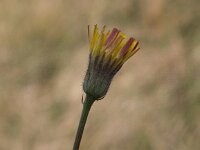 Crepis foetida 8, Stinkend streepzaad, Saxifraga-Peter Meininger