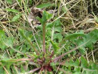 crepis foetida 6, Stinkend streepzaad, Saxifraga-Rutger Barendse