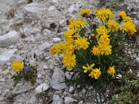 Crepis jacquinii 2, Saxifraga-Harry Jans