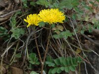 Crepis nemausensis 2, Vleugelstreepzaad, Saxifraga-Marijke Verhagen
