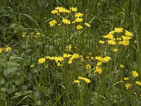 Crepis nicaeensis 2, Saxifraga-Jan van der Straaten