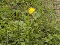 Crepis nicaeensis 4, Saxifraga-Jan van der Straaten