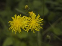 Crepis nicaeensis 1, Saxifraga-Jan van der Straaten