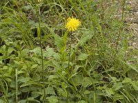 Crepis nicaeensis 4, Saxifraga-Jan van der Straaten