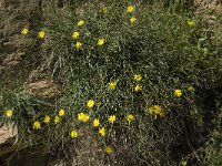 Crepis oporinoides 2, Saxifraga-Willem van Kruijsbergen