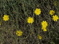 Crepis oporinoides 3, Saxifraga-Willem van Kruijsbergen