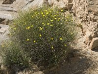 Crepis oporinoides 5, Saxifraga-Willem van Kruijsbergen