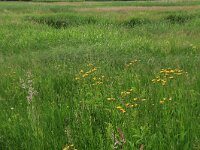 Crepis paludosa 12, Moerasstreepzaad, Saxifraga-Hans Boll