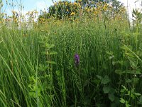 Crepis paludosa 17, Moerasstreepzaad, Saxifraga-Hans Boll
