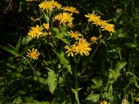 Crepis paludosa 28, Moerasstreepzaad, Saxifraga-Ed Stikvoort