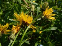 Crepis paludosa 29, Moerasstreepzaad, Saxifraga-Ed Stikvoort
