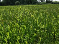 Crepis paludosa 3, Moerasstreepzaad, Saxifraga-Hans Boll