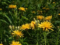 Crepis paludosa 31 Moerasstreepzaad, Saxifraga-Ed Stikvoort