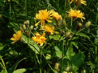 Crepis paludosa 32, Moerasstreepzaad, Saxifraga-Ed Stikvoort