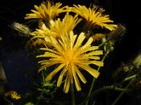 Crepis paludosa 33, Moerasstreepzaad, Saxifraga-Ed Stikvoort