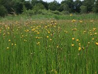 Crepis paludosa 5, Moerasstreepzaad, Saxifraga-Hans Boll