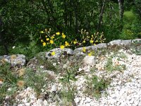 Crepis pannonica 1, Saxifraga-Jasenka Topic