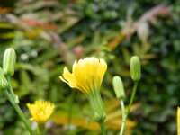 Crepis pulchra 7, Fraai streepzaad, Saxifraga-Rutger Barendse