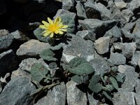 Crepis pygmaea 2, Saxifraga-Ed Stikvoort : Espinama - Fuente Dé - Regugio de Aliva s9900