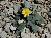 Crepis pygmaea 4, Saxifraga-Ed Stikvoort : Espinama - Fuente Dé - Regugio de Aliva s9900