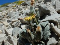 Crepis pygmaea 5, Saxifraga-Ed Stikvoort : Espinama - Fuente Dé - Regugio de Aliva s9900